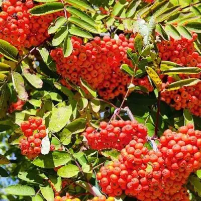 Рябина СОРБИНКА сладкоплодная в Калинковичах