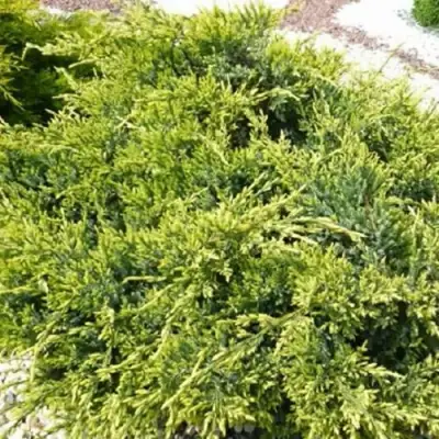 Можжевельник ГОЛД СТАР средний в Калинковичах