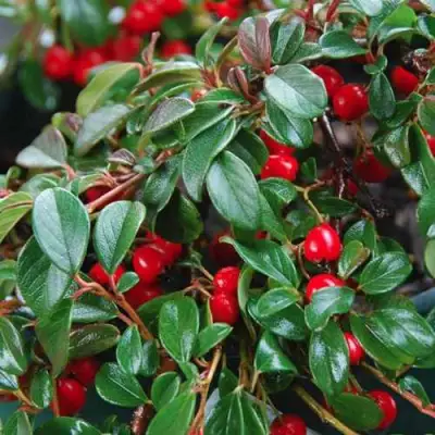 Кизильник Даммера в Калинковичах