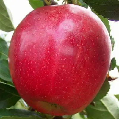 Яблоня ГАЛА МАСТ в Калинковичах