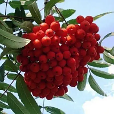 Рябина САХАРНАЯ ПЕТРОВА сладкоплодная в Калинковичах