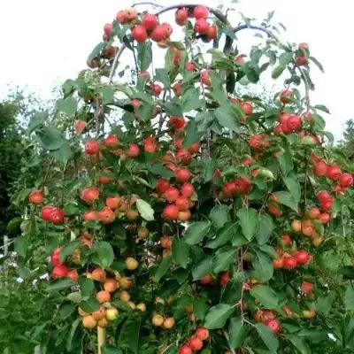 Яблоня ХЮВИНГИЕНЗИС декоративная в Калинковичах