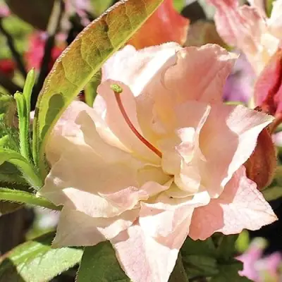 Азалия КЭННОНС ДАБЛ листопадная в Калинковичах