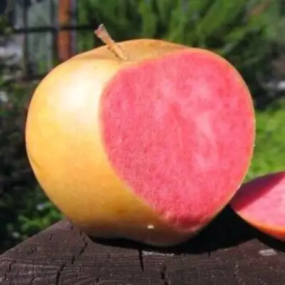 Яблоня ПИНК ПЕРЛ в Калинковичах