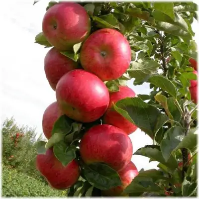 Яблоня ОСТАНКИНО колонновидная в Калинковичах
