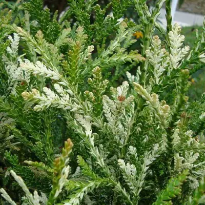 Туевик ВАРИЕГАТА долотовидный в Калинковичах