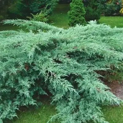 Можжевельник ГРЕЙ ОУЛ виргинский  в Калинковичах