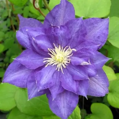 Клематис БЬЮТИ ОФ ВОЧЕСТЕР в Калинковичах