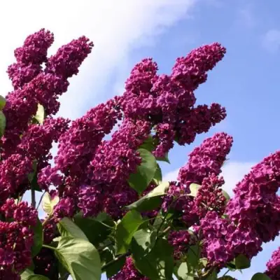 Сирень ЗНАМЯ ЛЕНИНА в Калинковичах