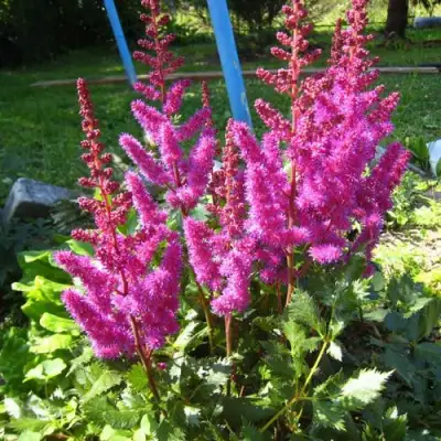 Астильба ЭЛИЗАБЕТ ВАН ВИН японская в Калинковичах