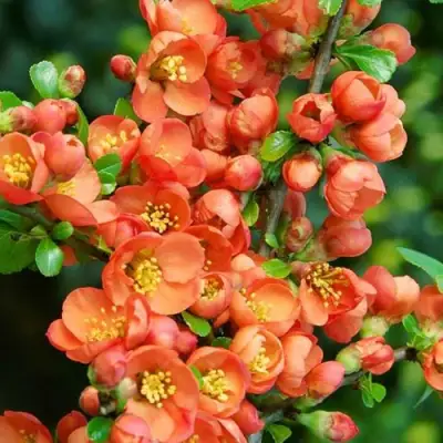 Айва ОРАНЖ ТРЕЙЛ в Калинковичах