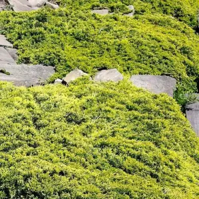 Можжевельник ГОЛДЕН КАРПЕТ горизонтальный  в Калинковичах