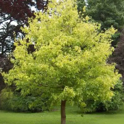 Клен ясенелистный в Калинковичах