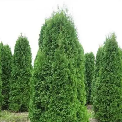 Туя КОЛУМНА западная в Калинковичах