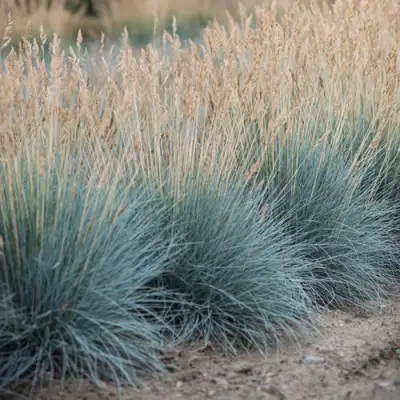 Овсяница АЙСФОГЕЛЬ сизая в Калинковичах
