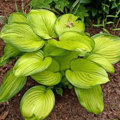 Хоста СТЕЙНД ГЛАСС гибридная в Калинковичах