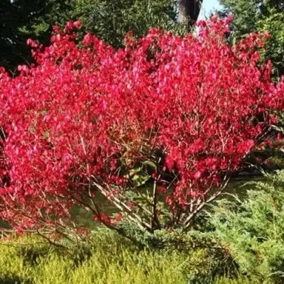 Бересклет ЕВРОПЕЙСКИЙ в Калинковичах