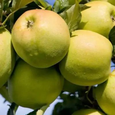 Яблоня МУТСУ в Калинковичах