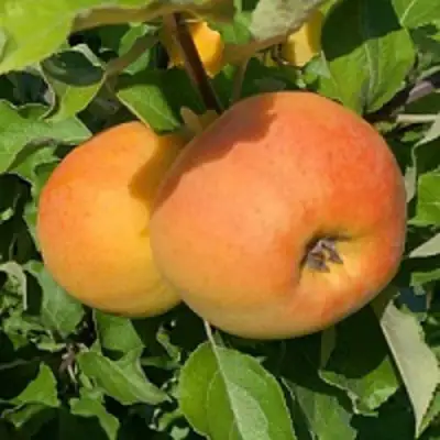 Яблоня АНТОНОВКА ЗОЛОТАЯ в Калинковичах