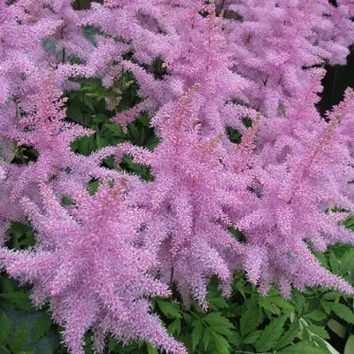 Астильба ГИАЦИНТ Арендса в Калинковичах