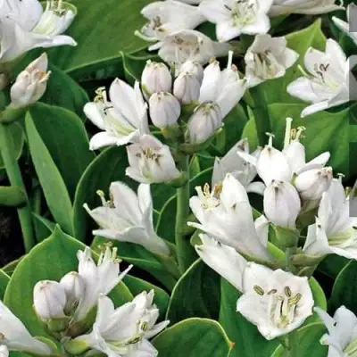 Хоста МОНСТЕР ИРЗ гибридная в Калинковичах