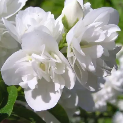 Жасмин ЖИРАНДОЛЬ в Калинковичах