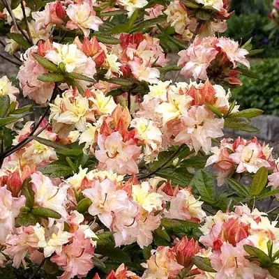 Азалия КЭННОНС ДАБЛ листопадная в Калинковичах