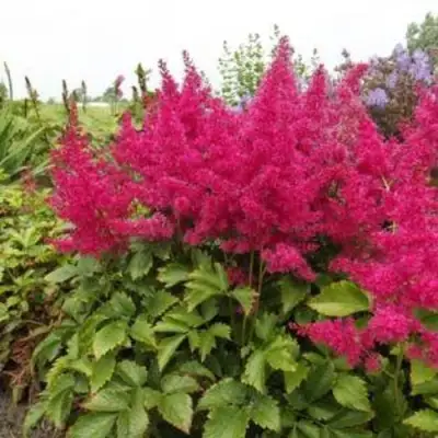 Астильба САННИ ДЕЙ гибридная в Калинковичах