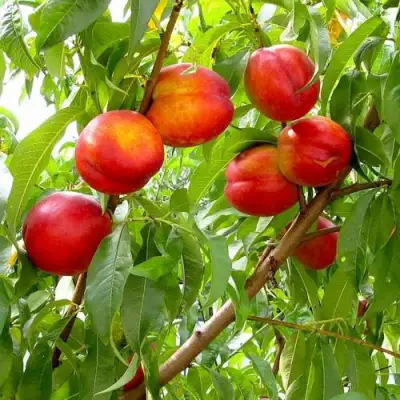 Нектарин ХАРБЛЕЙЗ в Калинковичах