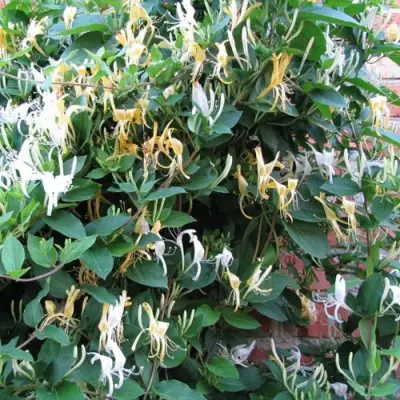 Жимолость ХАЛЛИАНА японская (Хелиана) в Калинковичах