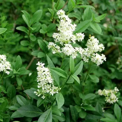 Бирючина обыкновенная АТРОВИРЕНС в Калинковичах