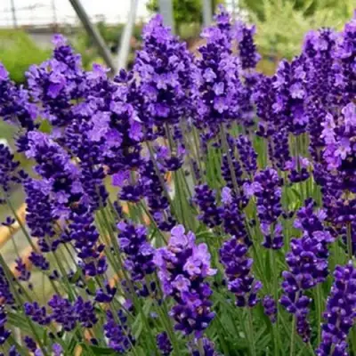 Лаванда ХИДКОТ БЛЮ узколистная в Калинковичах