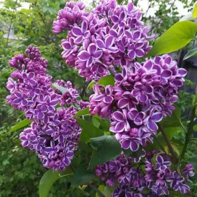 Сирень СЕНСАЦИЯ в Калинковичах