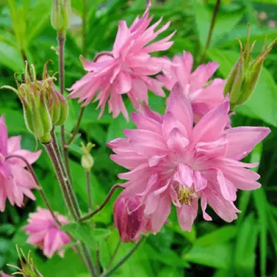 Аквилегия БАРЛОУ ПИНК гибрид МакКаны в Калинковичах