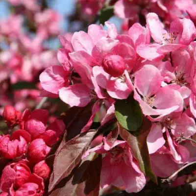 Яблоня РУДОЛЬФ декоративная  в Калинковичах