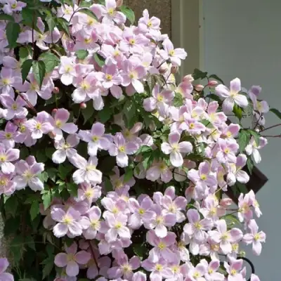 Клематис ГОРНЫЙ в Калинковичах