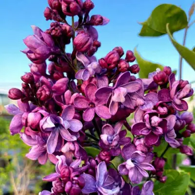 Сирень ВИОЛЕТТА в Калинковичах