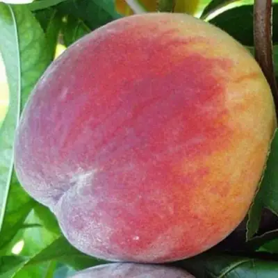 Персик ТОП СВИТ в Калинковичах