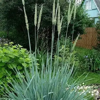 Элимус БЛЮ ДЮН песчаный в Калинковичах