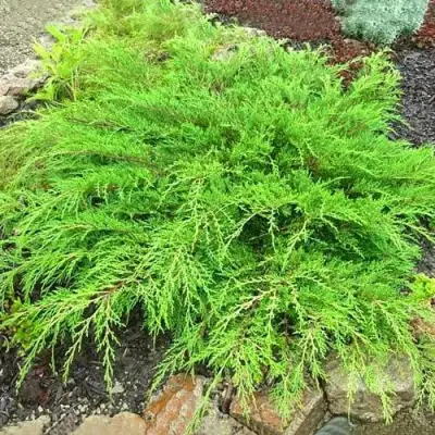 Микробиота ЯКОБСЕН перекрестнопарная в Калинковичах