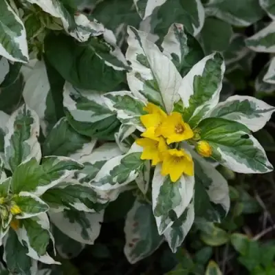 Вербейник АЛЕКСАНДР точечный в Калинковичах