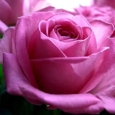 Роза ЭЙФЕЛЕВА БАШНЯ чайно-гибридная в Калинковичах