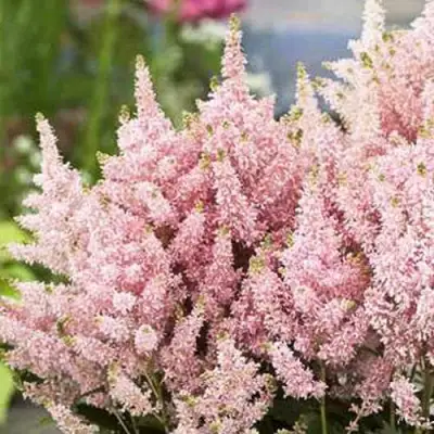 Астильба ЮНИК САЛМОН гибридная в Калинковичах