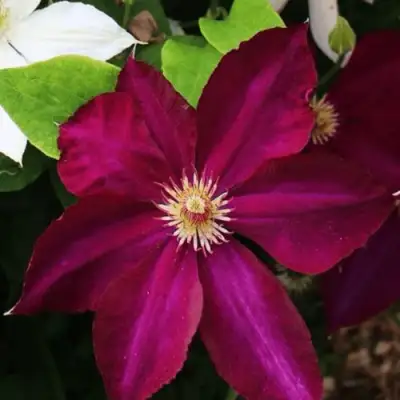 Клематис МАЗОВШЕ в Калинковичах