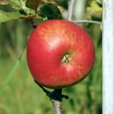 Яблоня ДЫЯМЕНТ в Калинковичах