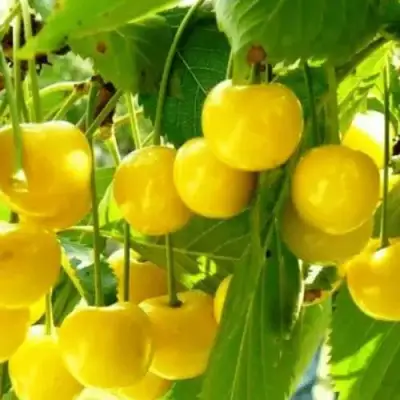 Черешня ПОДСНЕЖНИК в Калинковичах