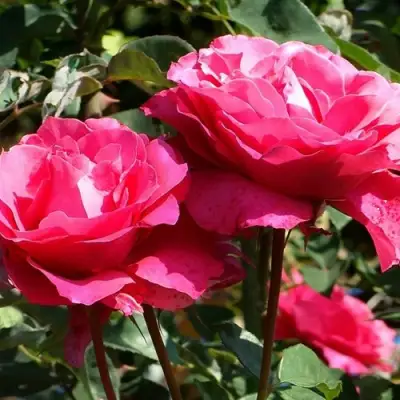 Роза ВИЕН РОУЗ чайно-гибридная в Калинковичах