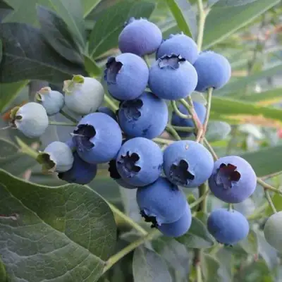 Голубика ЛЕГАЦИЯ в Калинковичах