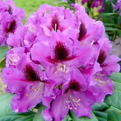 Рододендрон РАСПУТИН в Калинковичах