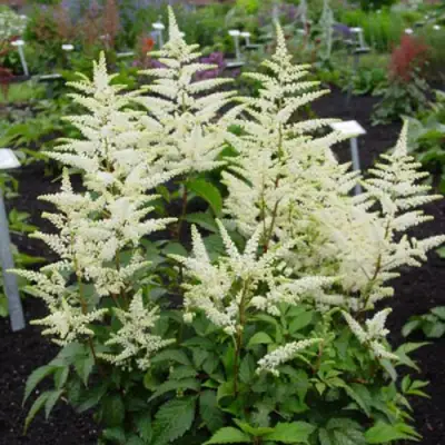 Астильба БРАУТШЛЕЙЕР Арендса в Калинковичах